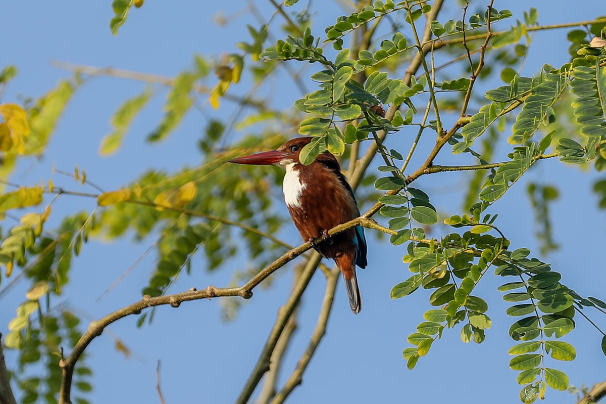 ছবি: সাদ্দাম হোসেন 