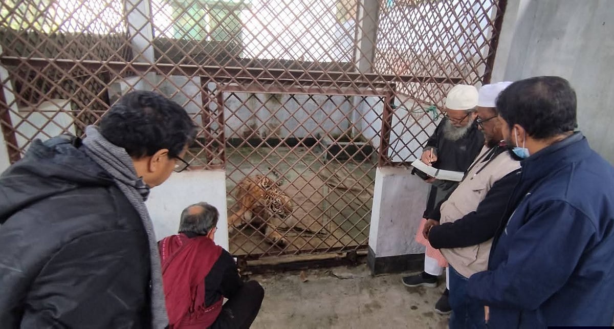 সুন্দরবনে হরিণশিকারিদের ফাঁদ থেকে উদ্ধার বাঘিনী ধীরে ধীরে সুস্থ হচ্ছে