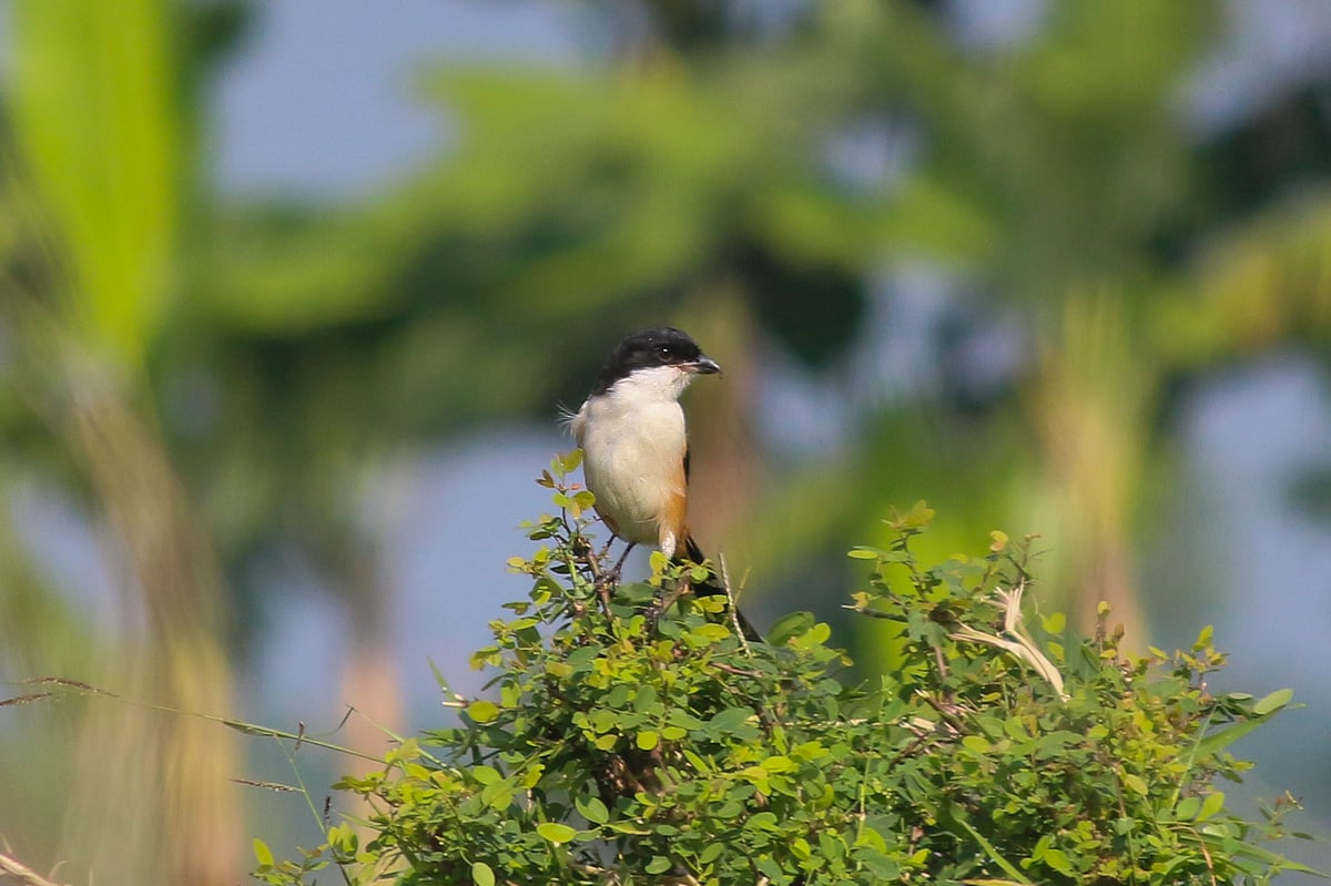 ছবি: সাদ্দাম হোসেন