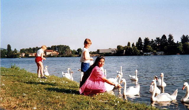 উড়ে এসে আলিয়েঁ নদীর বরফগলা জলে নির্ভয়ে ঘুরে বেড়ায় বুনো রাজহাঁস, মানুষকে বন্ধু ভাবে
