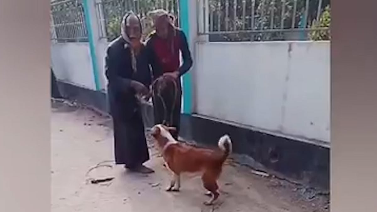 খাবারের লোভ দেখিয়ে মা কুকুরকে ফাঁসিতে ঝুলিয়ে হত্যা, আছে ৫ বাচ্চা