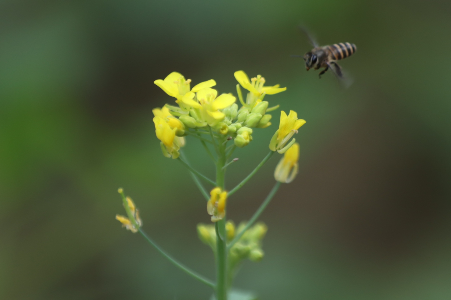 মৌমাছিদের দুর্দিন চলছে