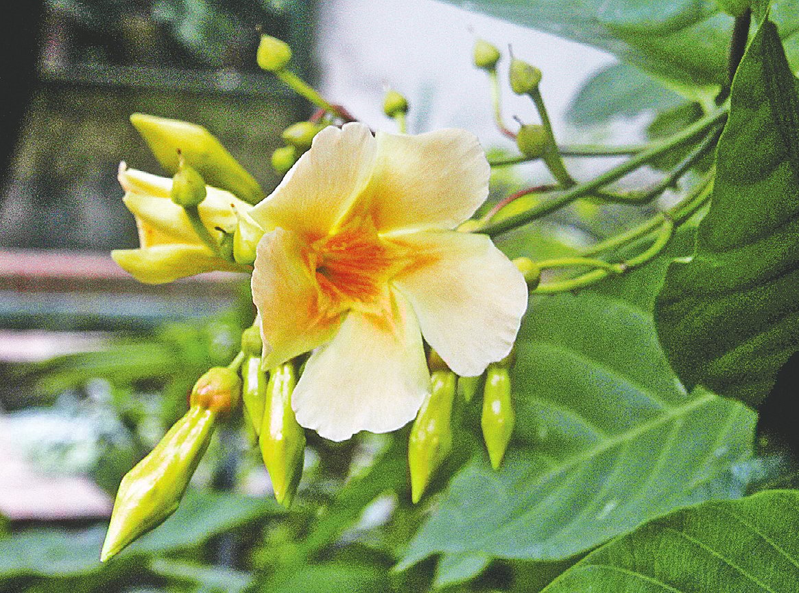 কনকসুধার রূপমাধুরী