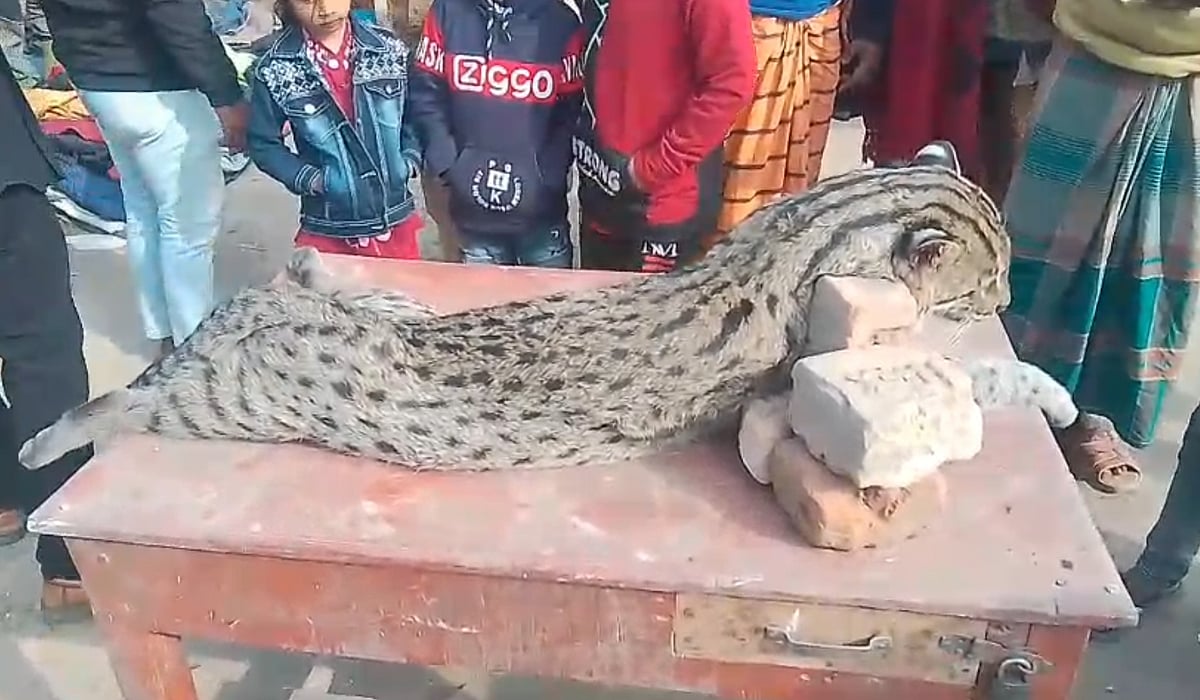 মেহেরপুরে সড়ক পার হতে গিয়ে বাসের ধাক্কায় মেছো বাঘের মৃত্যু