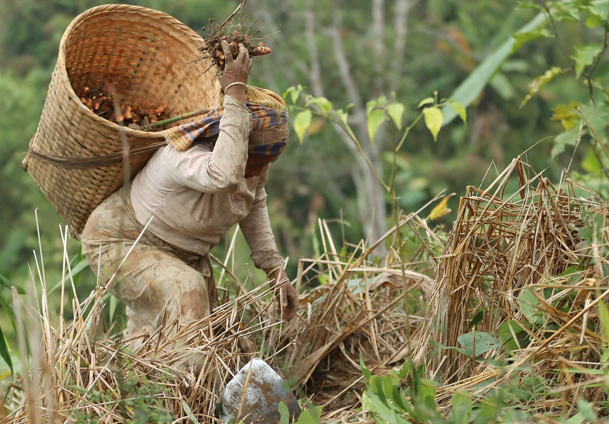 পাহাড়ে হলুদ সংগ্রহ