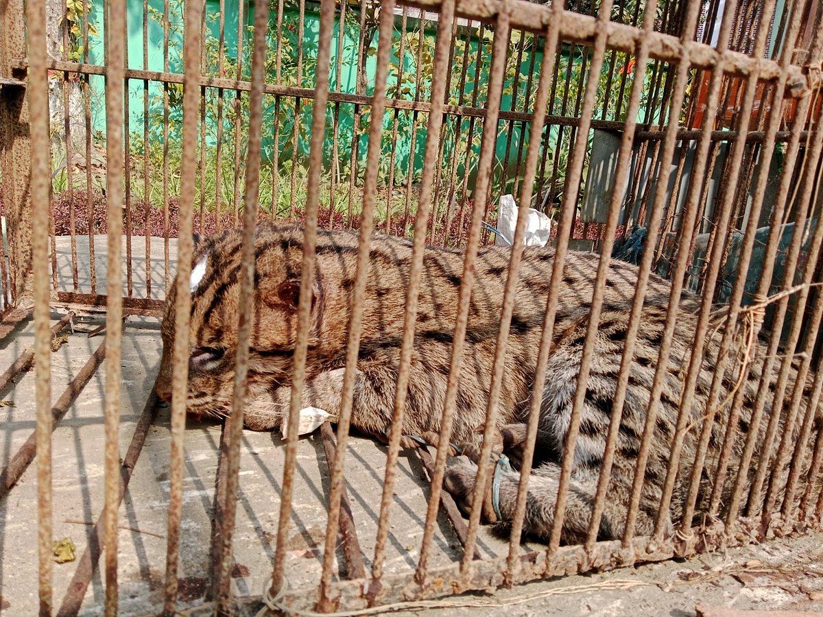 ট্রাকের ধাক্কায় আহত মেছো বিড়ালটির অবস্থা সংকটাপন্ন, অস্ত্রোপচার