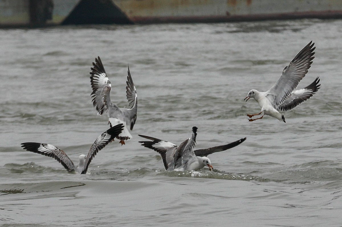 কর্ণফুলী ও গাঙচিলের মিতালি