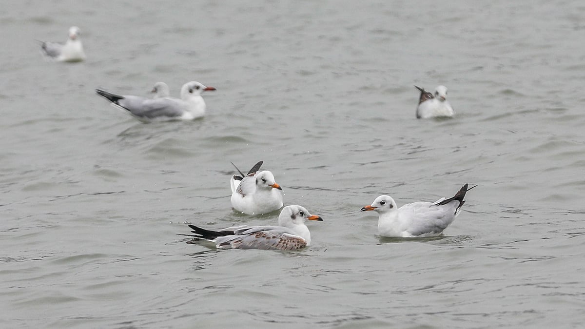 কর্ণফুলীর বুকে ভেসে আছে কয়েকটি গাঙচিল।
