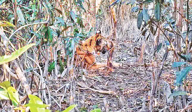 সুন্দরবনে হরিণ শিকারে পাতা হচ্ছে চার ধরনের ফাঁদ, বাঘের নতুন বিপদ