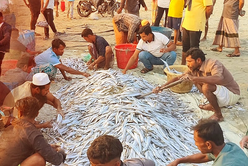 টানা জালেই উঠেছে ১০৯ মণ মাছ, বিক্রি হয়েছে ৮ লাখ টাকায়