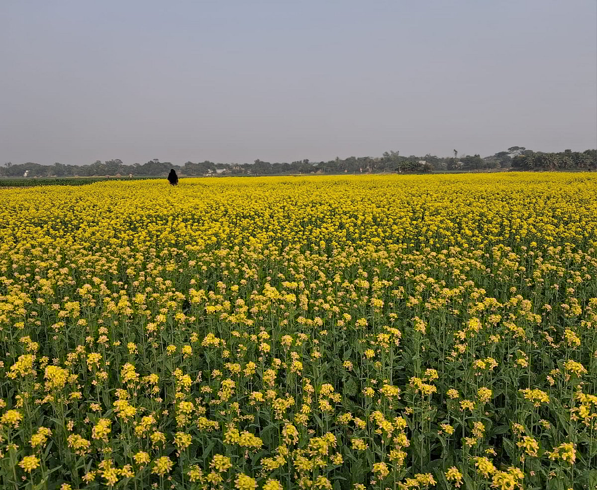 দিগন্তজোড়া শর্ষেখেত