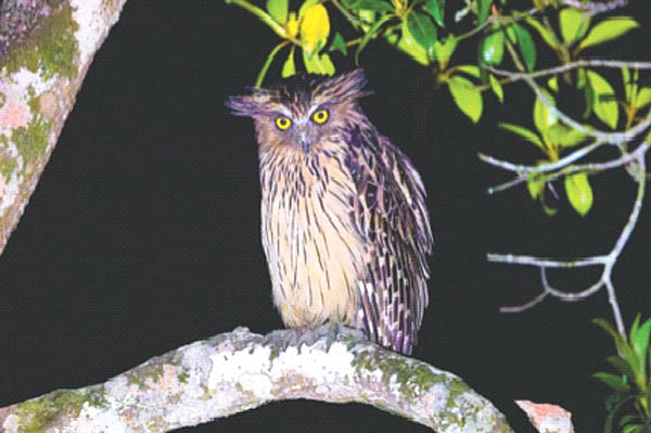 বেলাই ভুতুম প্যাঁচার খোঁজে 