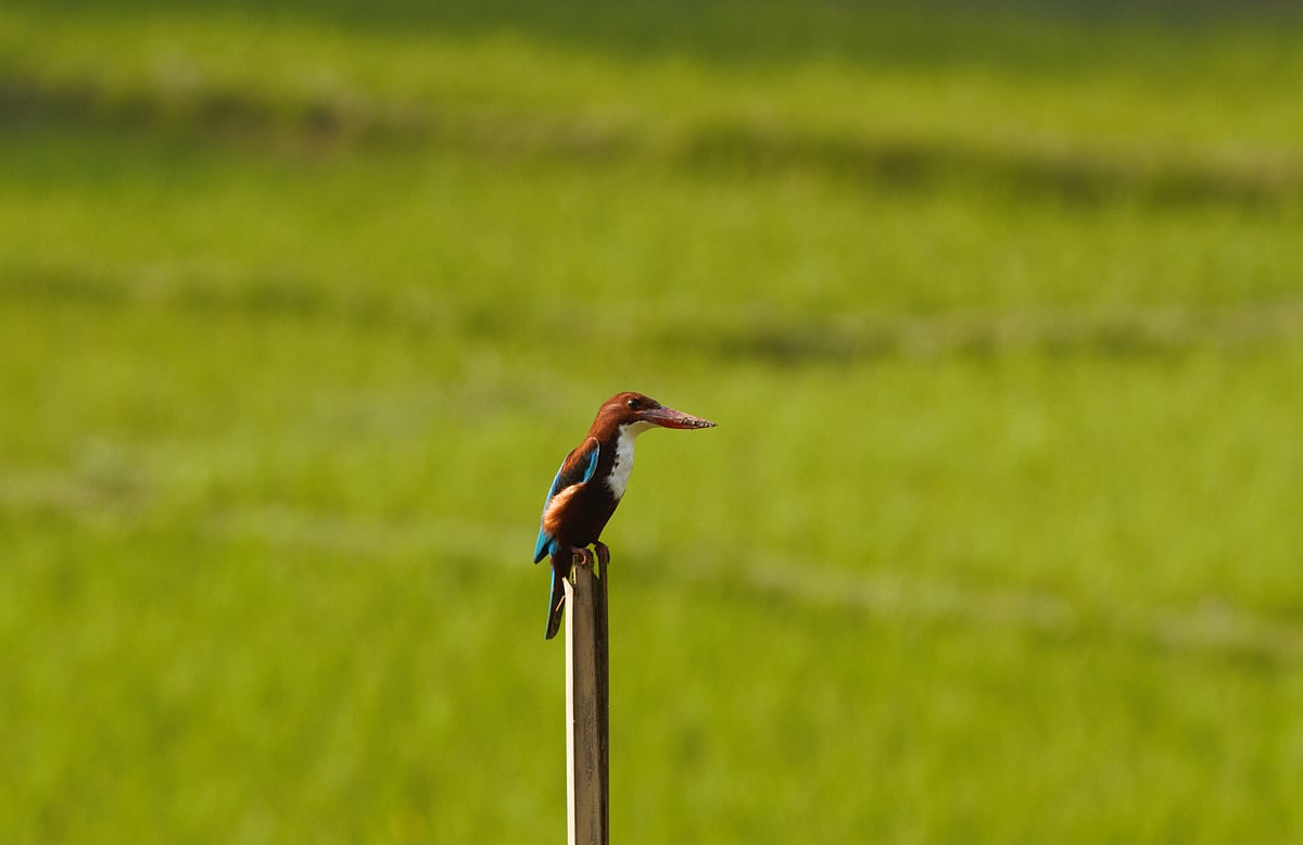 ছবি: সুপ্রিয় চাকমা 