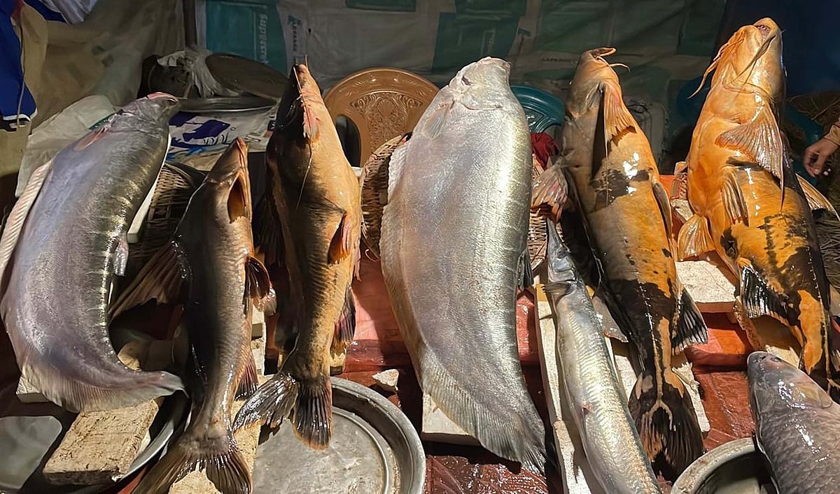 দরদাম, হাঁকডাক, সেলফি—পৌষসংক্রান্তিতে জমজমাট মাছের মেলা