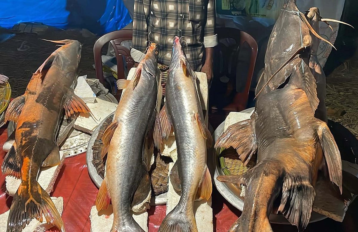 দরদাম, হাঁকডাক, সেলফি—পৌষসংক্রান্তিতে জমজমাট মাছের মেলা