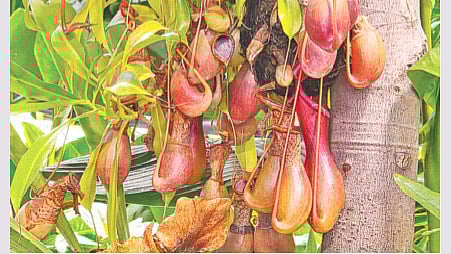 মাংসভোজী কলসগাছ