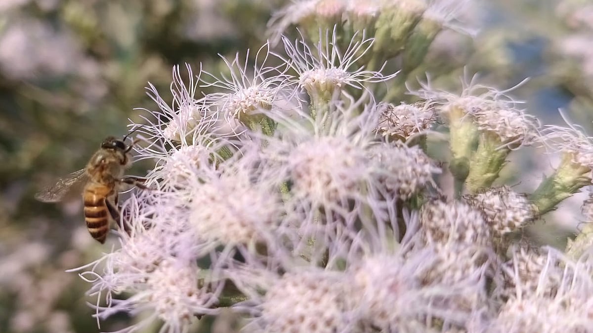 ছবি: মোস্তাফিজুর রহমান