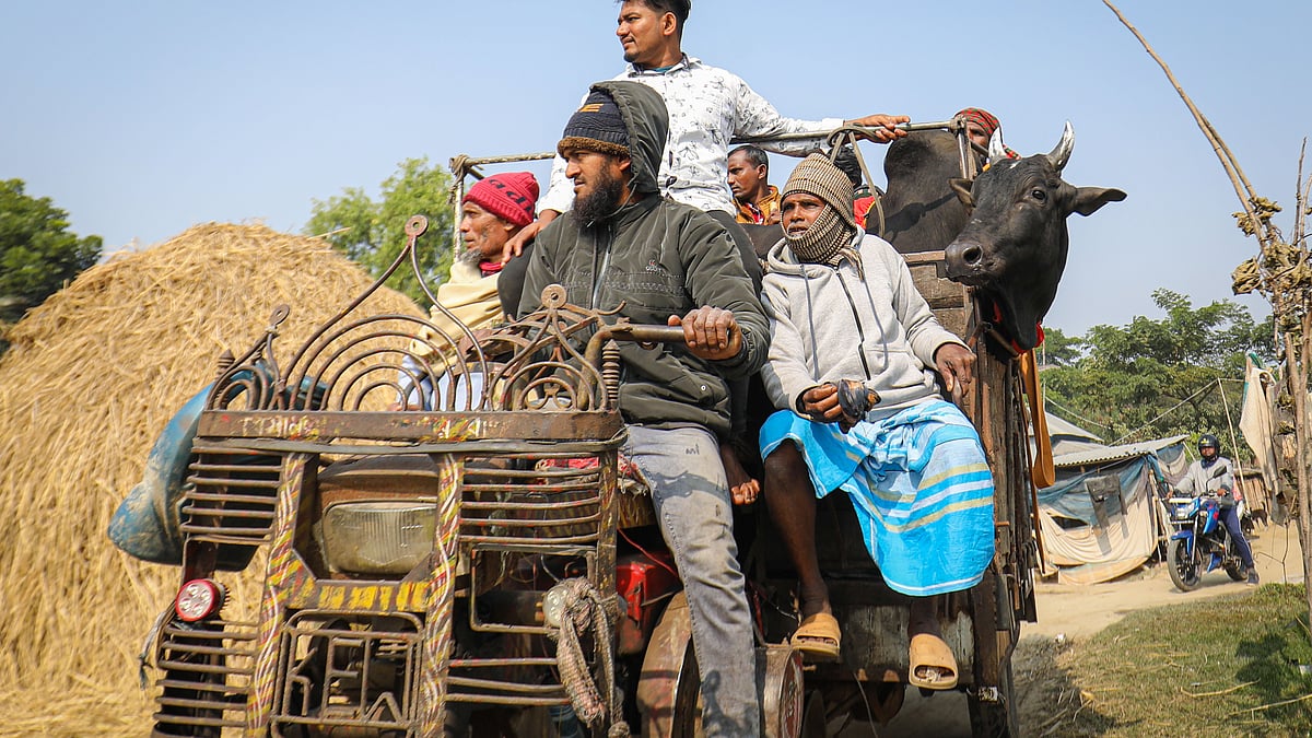 লড়াইয়ে অংশ নিতে দূরদূরান্ত থেকে নছিমনে করে নিয়ে আসা হয় ষাঁড়।
 