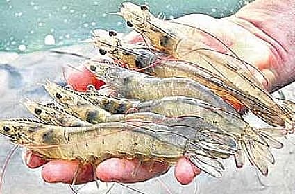 ভারত থেকে ভেনামির পোনা আমদানির অনুমতি বাতিল