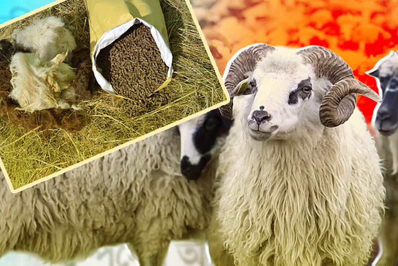 ভেড়ার পশম থেকে পরিবেশবান্ধব জৈব সার উৎপাদন
