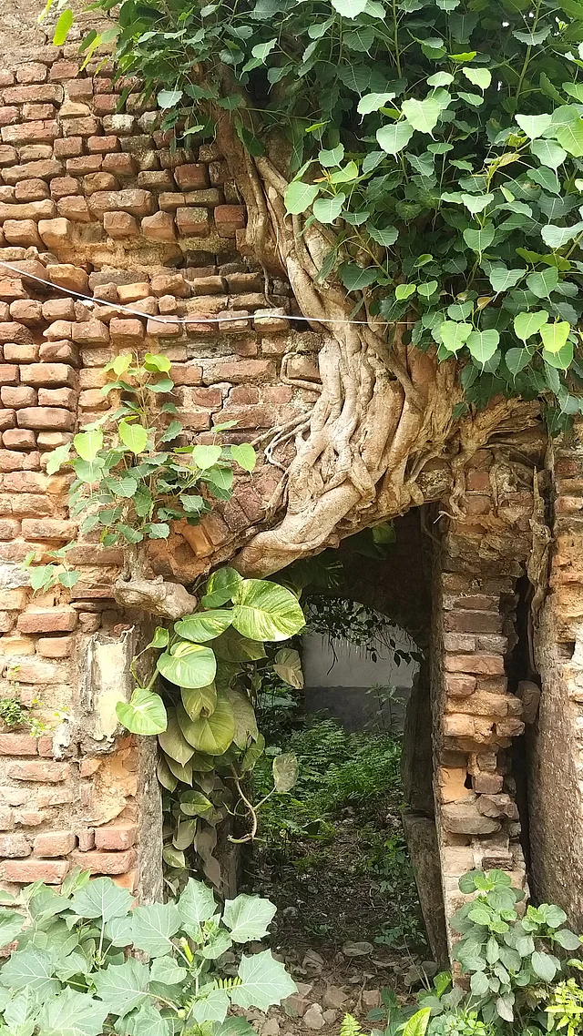 বাড়ির প্রতিটি কোণায় বটগাছের শাখা প্রশাখা