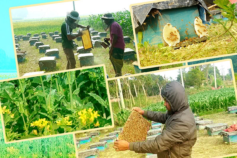 ঘন কুয়াশা ও তীব্র শীতে শর্ষে ও মধু উৎপাদন ব্যাহত, ক্ষতির মুখে কৃষকেরা
