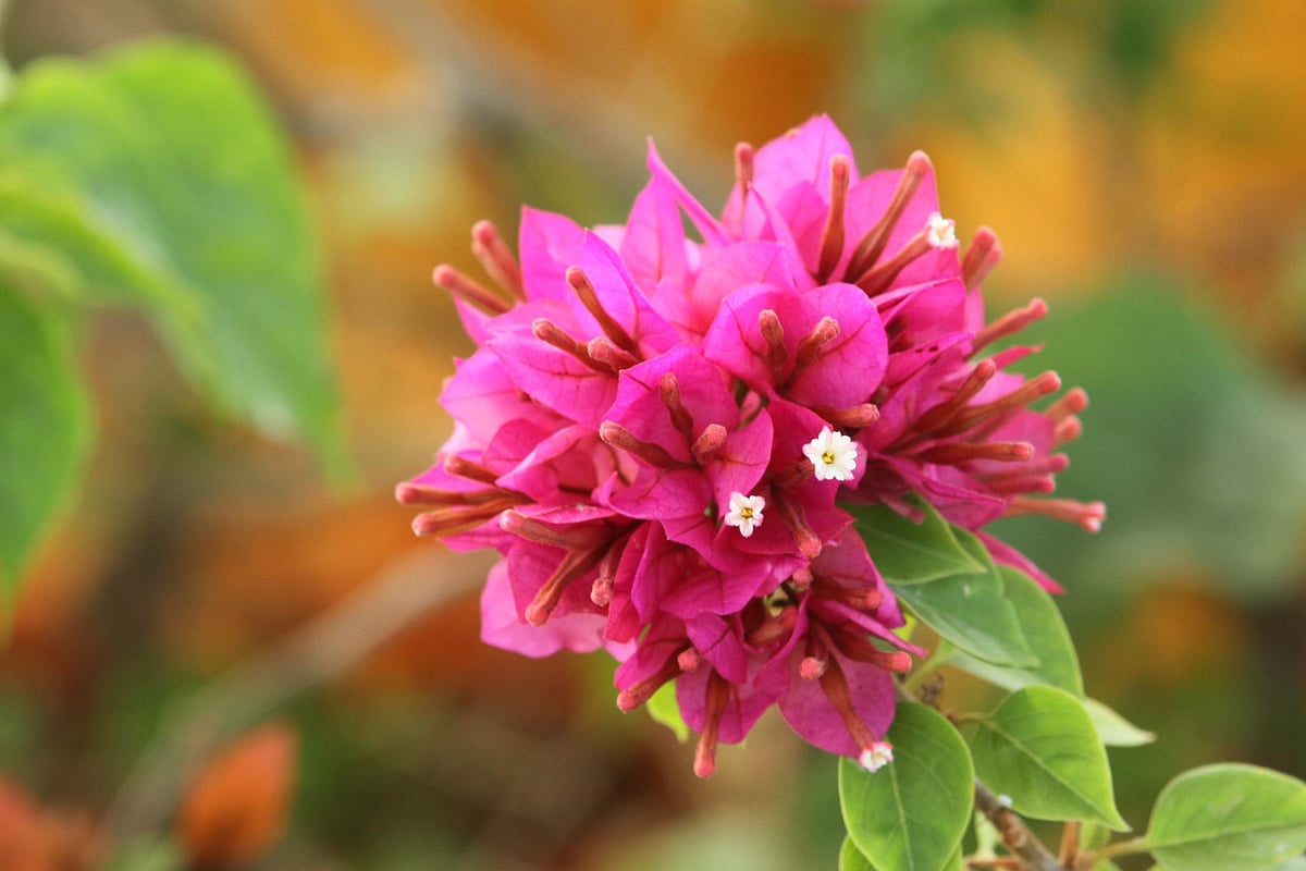 ডালের ডগায় প্রকৃতি যেন যত্ন করে সাজিয়ে রেখেছে বাগানবিলাসের তোড়া 