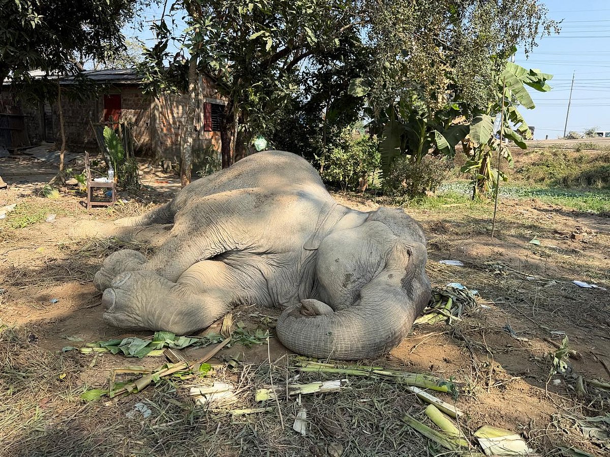 বাঁচানো গেল না ট্রেনের ধাক্কায় ডোবায় পড়া হাতিটিকে