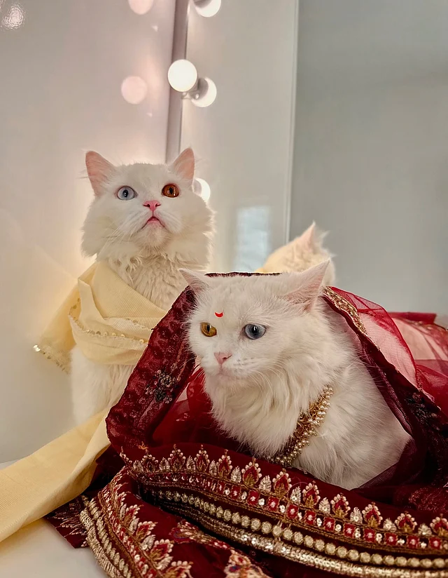 আরেক বিড়ালপ্রেমী অভিনেত্রী তানজিন তিশার বিড়ালের সঙ্গে নিজের বিড়ালের বিয়ে দিয়েছেন পারশা 