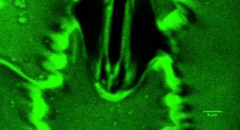 উদ্ভিদ কীভাবে শ্বাস নেয়, সরাসরি দেখলেন গবেষকেরা