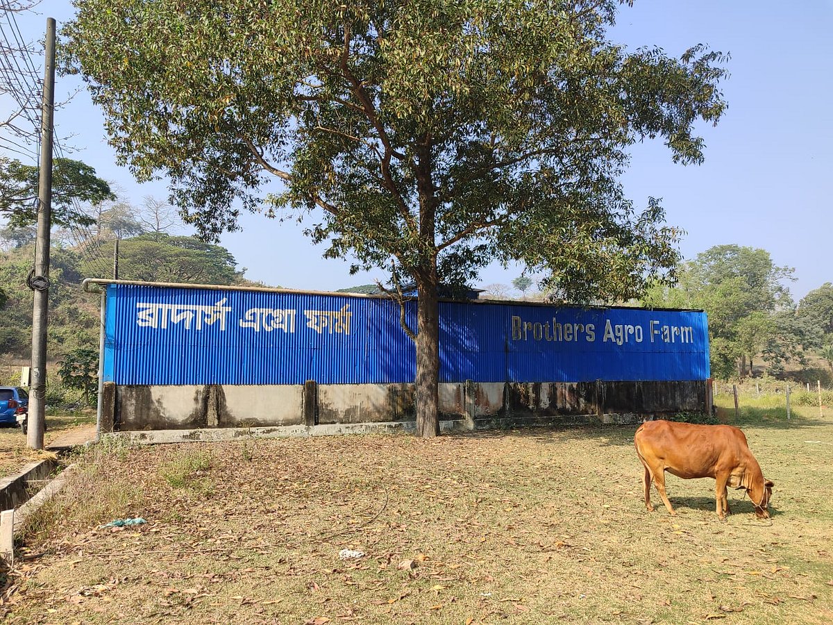 সীতাকুণ্ডে খামারের কর্মীকে কুপিয়ে ৭টি গরু লুট