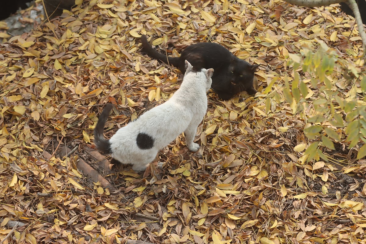 একঝলক (২০ জানুয়ারি ২০২৬)