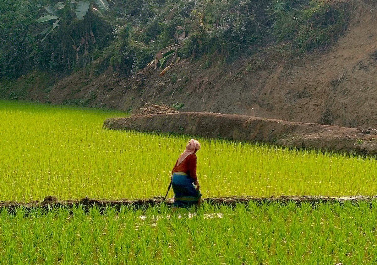 বড় হরিণার জীবনছবি