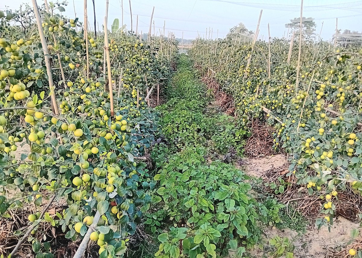 পতিত জমিতে আপেল ও বলসুন্দরী কুল চাষে সফল জুড়ীর কৃষক পাখি মিয়া