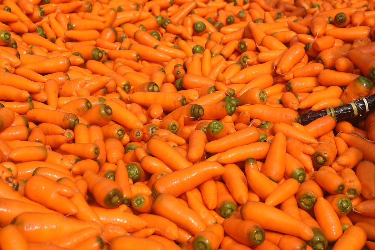 গাজর ধোয়ায় যন্ত্রের ব্যবহার