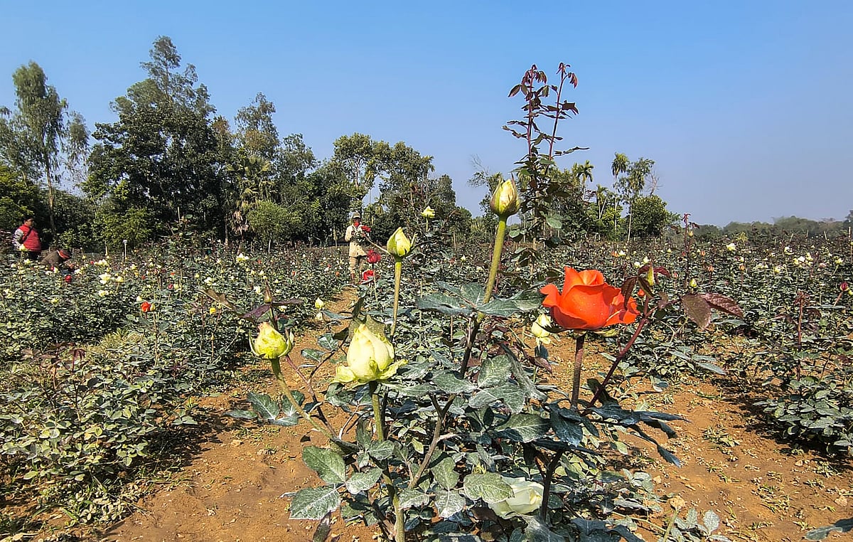 গারো পাহাড়ের রঙিন গোলাপ যাচ্ছে ঢাকায়