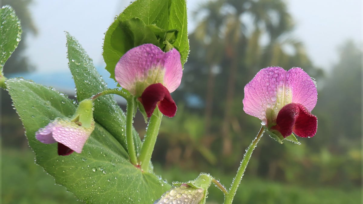 ছবি: সুপ্রিয় চাকমা