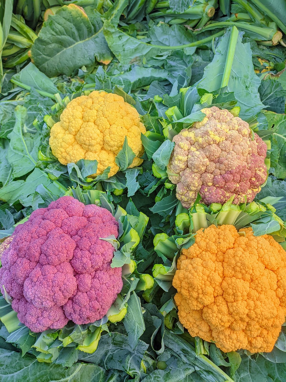 রঙিন ফুলকপির চাষ বাড়ছে, মিলছে দ্বিগুণ দাম