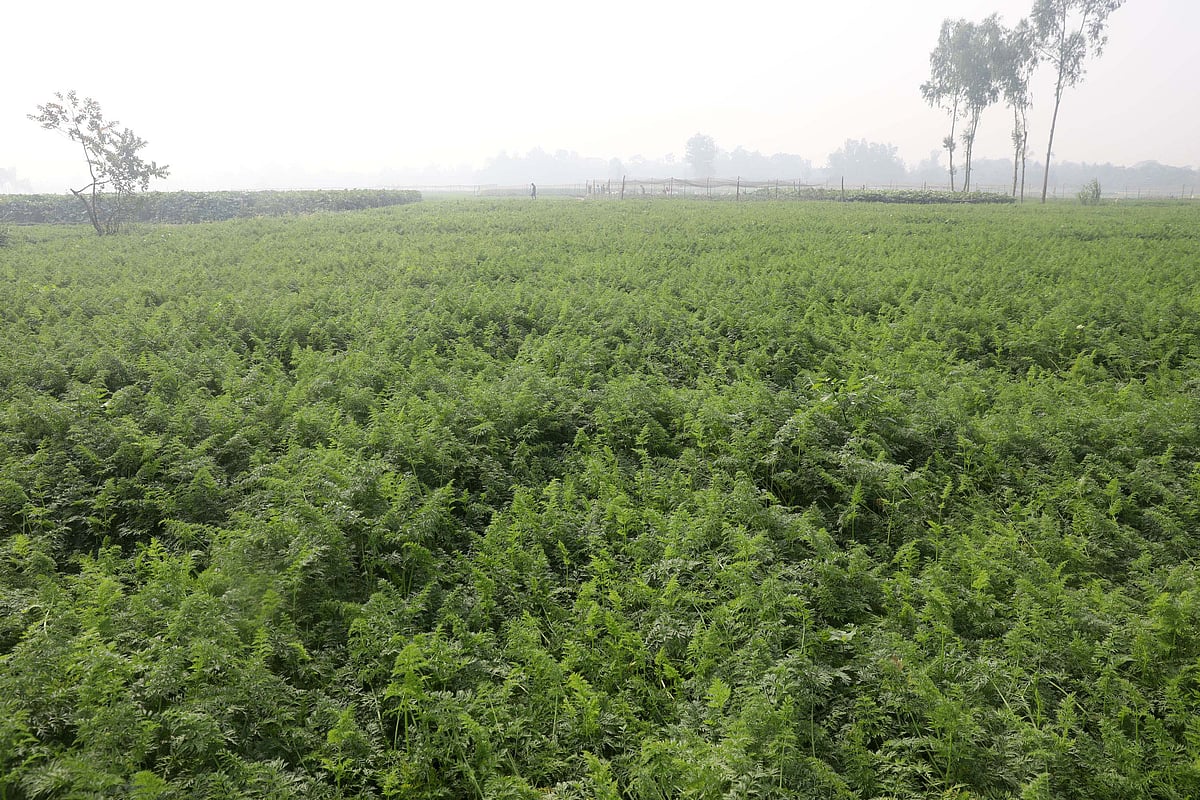 দিগন্তজোড়া গাজরখেত
 