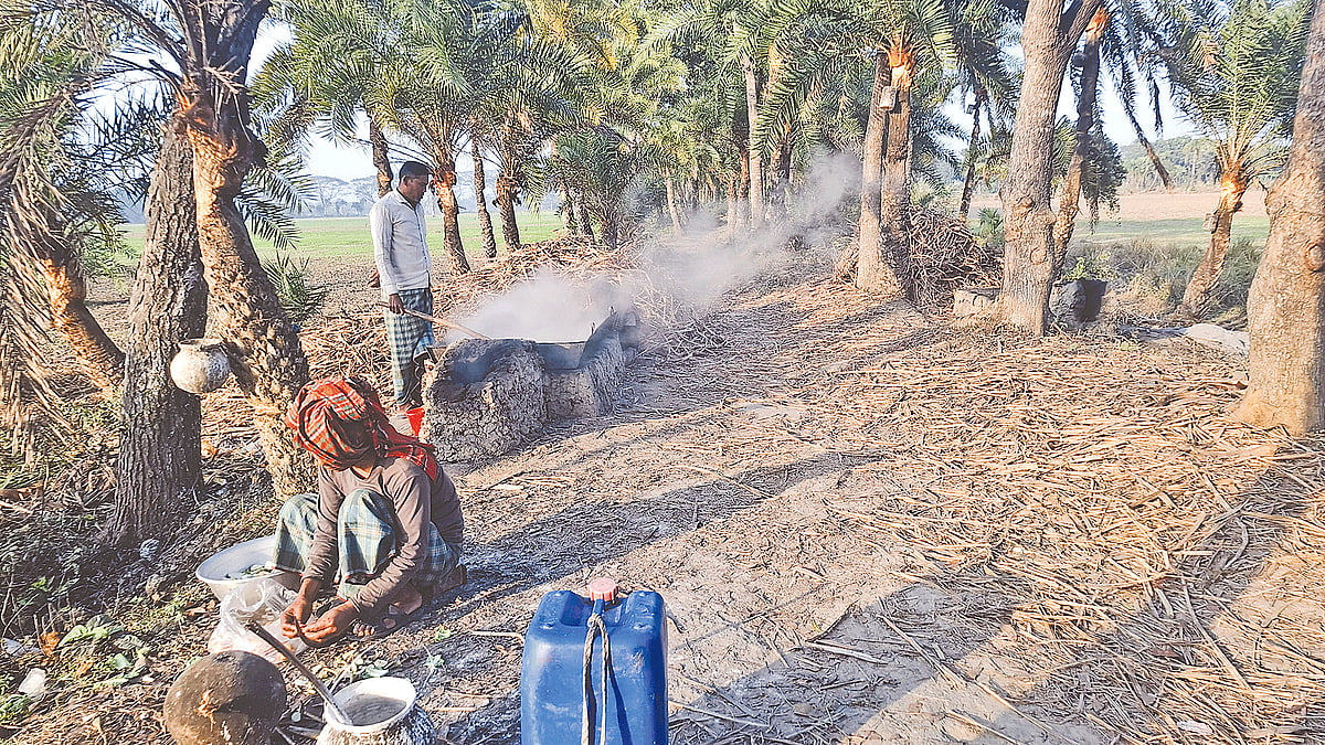খেজুরগাছে বাড়তি আয় চিনিকলের 