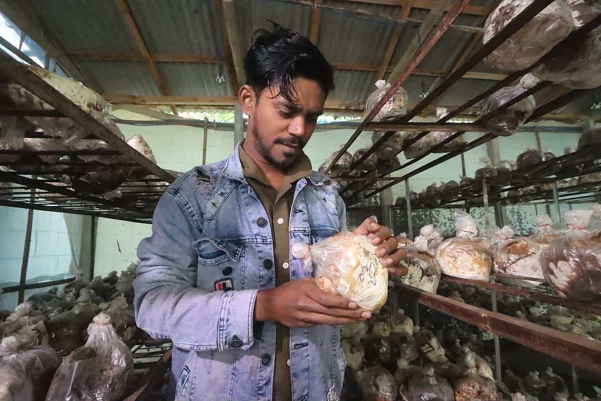 মায়ের চিকিৎসার জন্য ‘সব’ বিক্রি করা মেহেদী ঘুরে দাঁড়ালেন মাশরুম চাষে