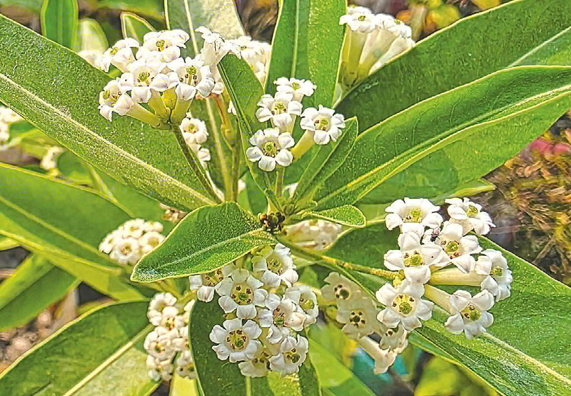 সুরভিত দিবা হাসনাহেনা