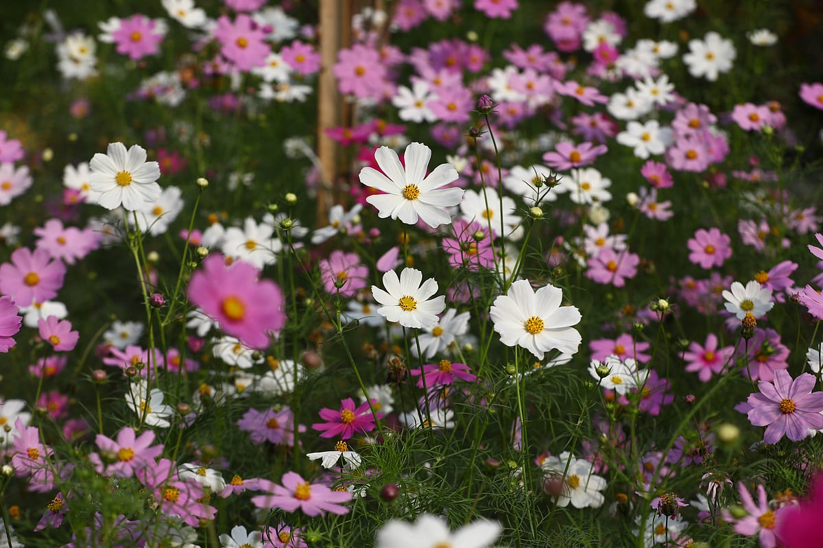 নার্সারিতে ফুলের বাহার