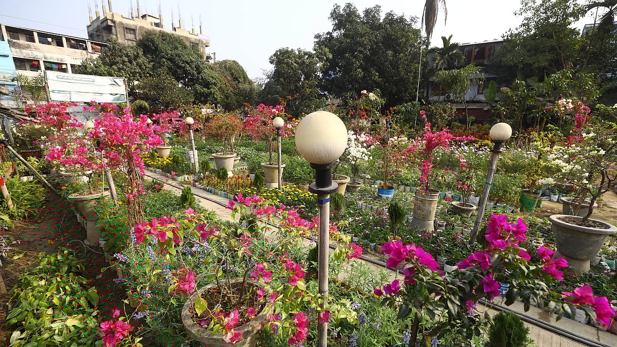  শীতের সকালে ফুটে আছে নানা জাতের ফুল