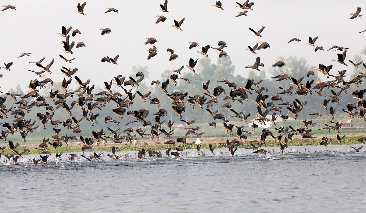 পাখির কলরবে দিন শুরু গ্রামবাসীর