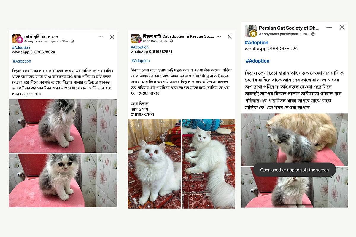 পারসিয়ান বিড়ালে প্রতারণার ফাঁদ