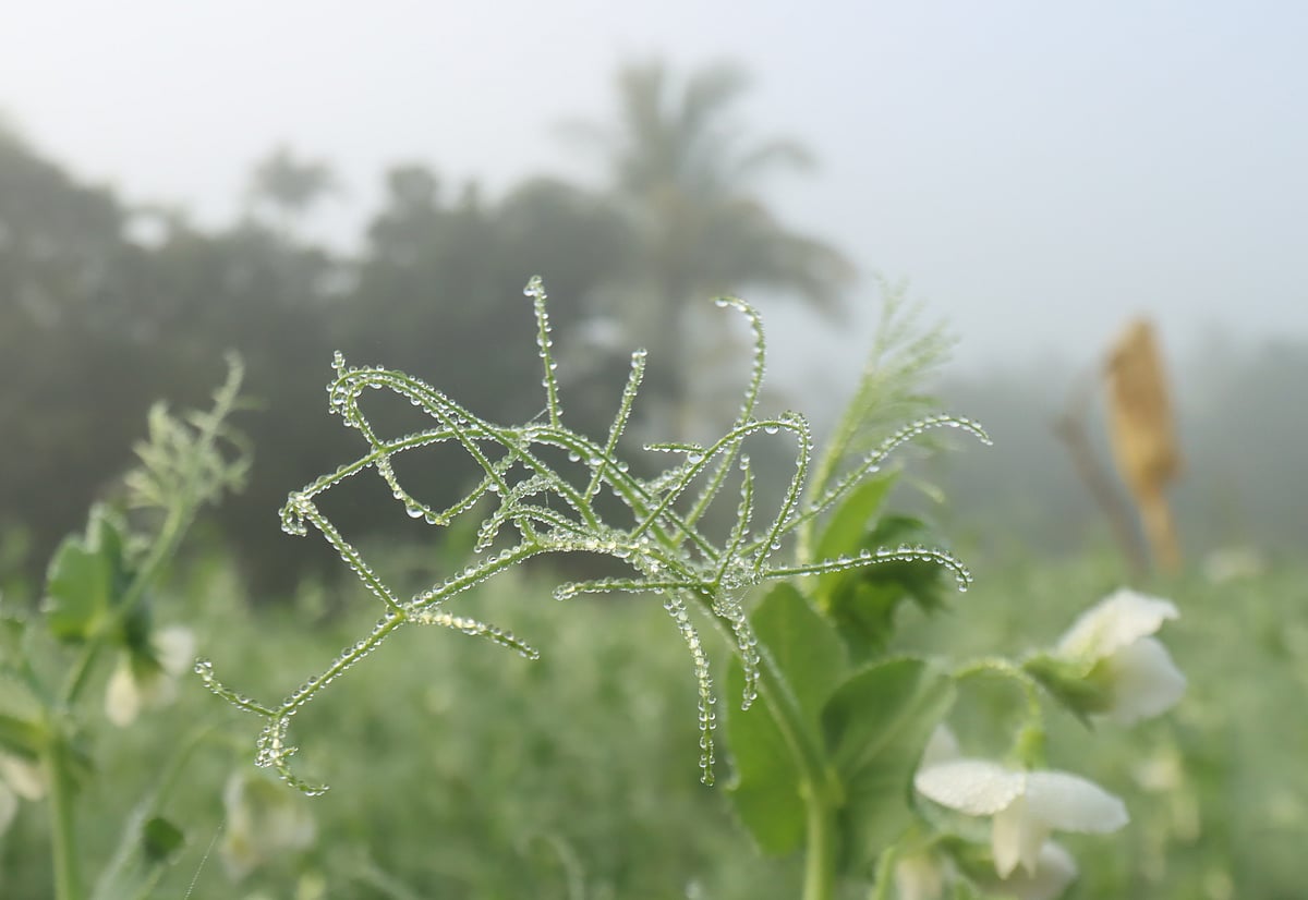 আবার শৈত্যপ্রবাহ ৩ জেলায়, রাজধানীতেও কমল তাপমাত্রা