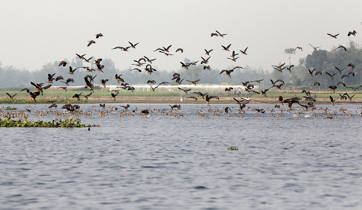 বিলে ঝাঁকে ঝাঁকে পাতি সরালি 