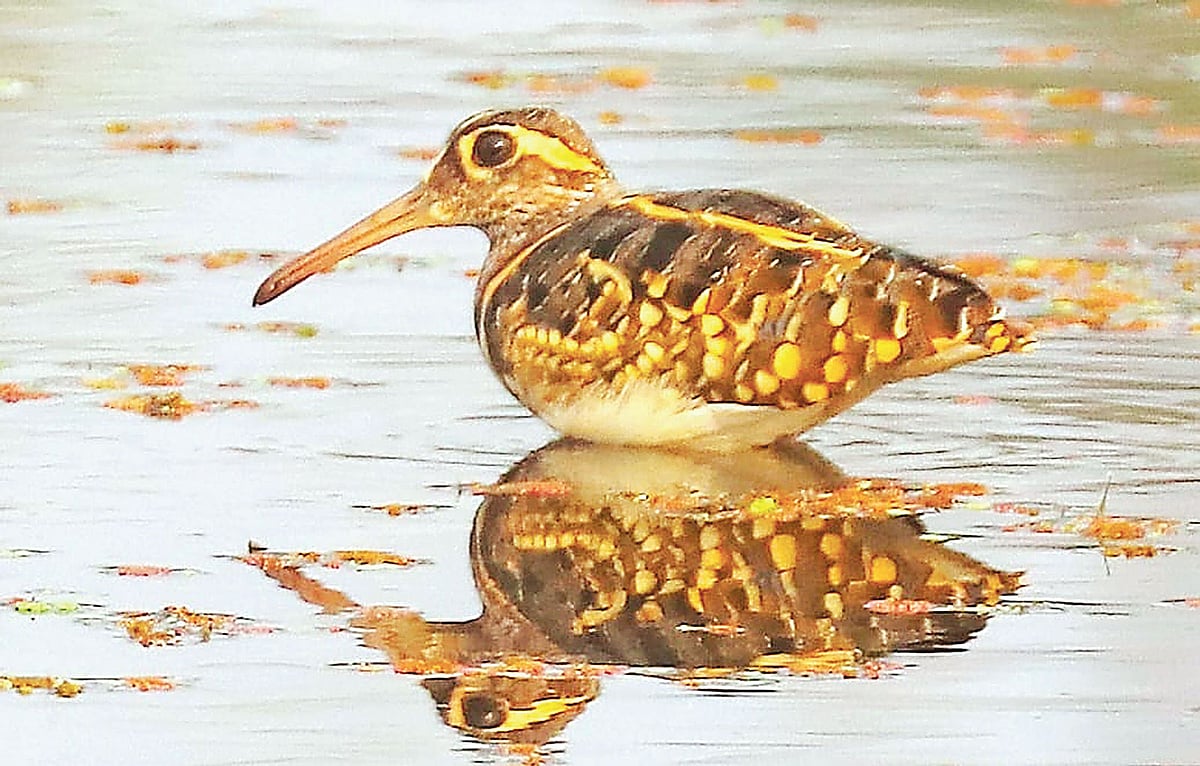 অপরূপ রাঙাচ্যাগার খোঁজে 