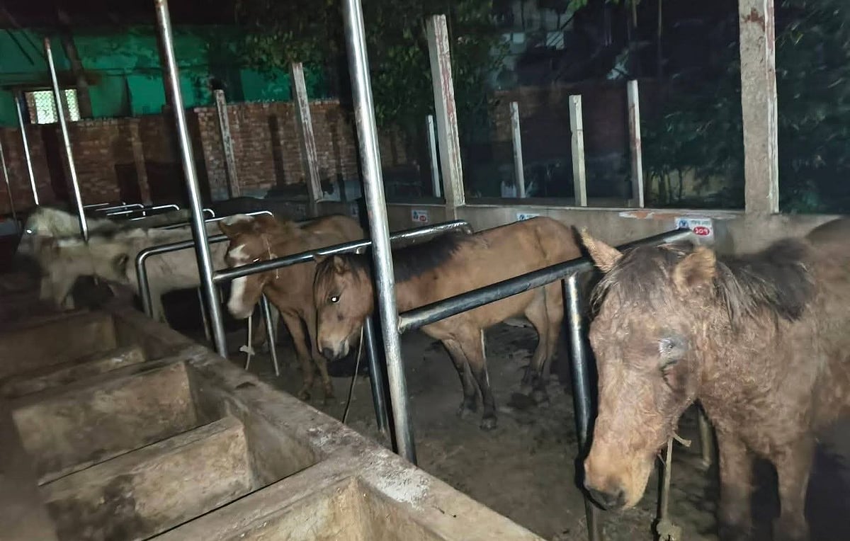 গাজীপুরে পরিত্যক্ত খামারে রাতের আঁধারে ঘোড়া জবাই, পরে মাংস উদ্ধার